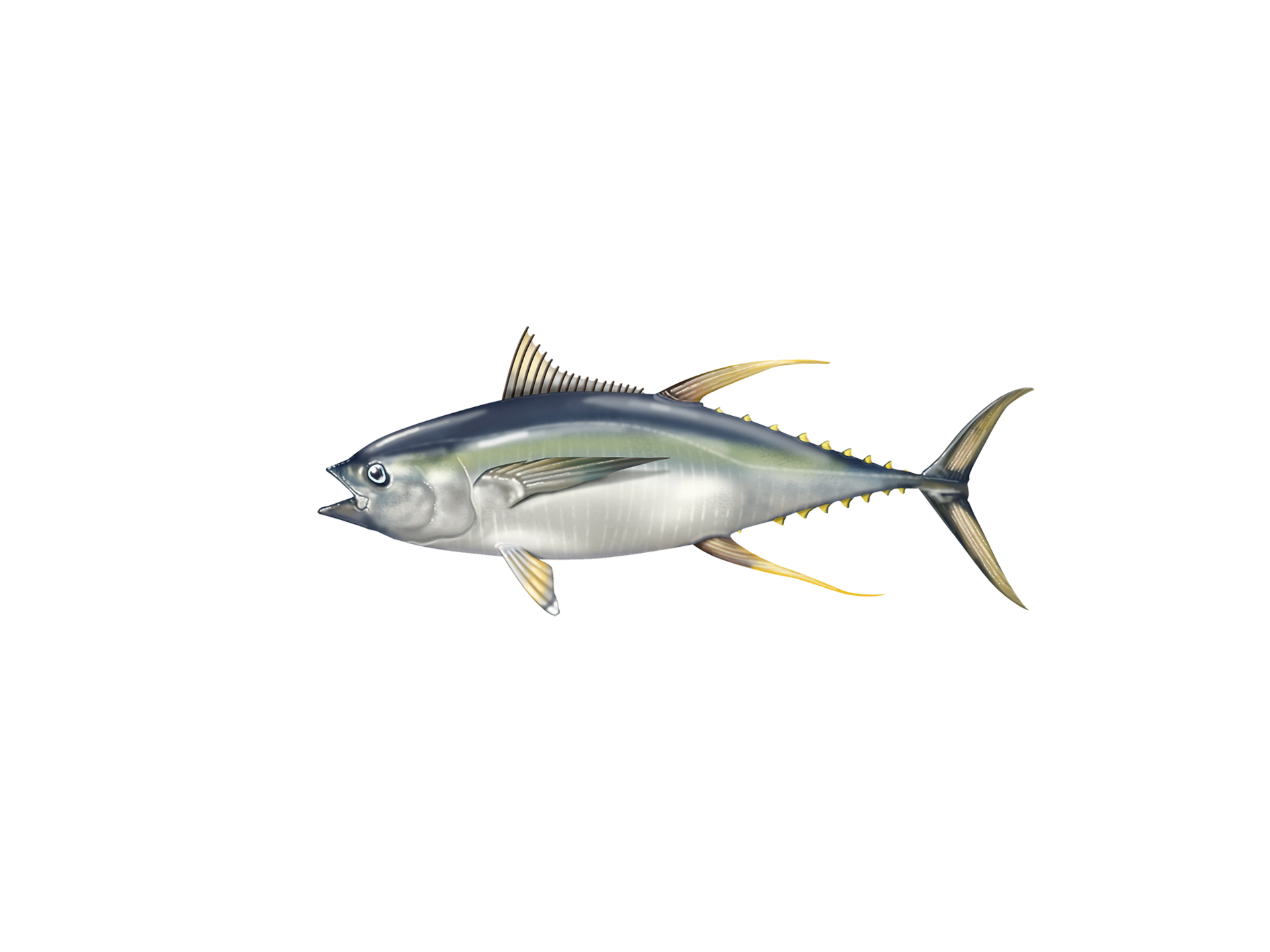 Yellowfin Tuna - AMACORE