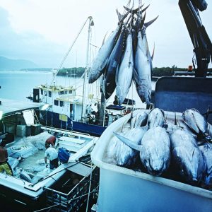 Delivering the tuna that has been caught