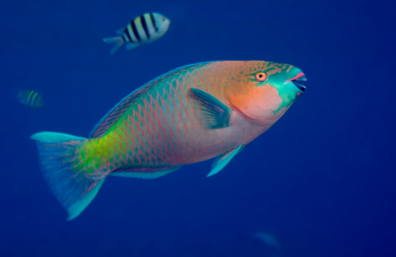 Parrotfish