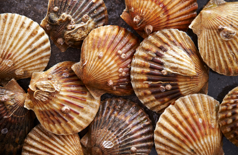 Scallops