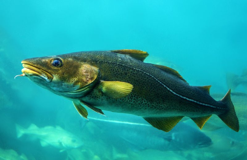 Black Cod | Amacore